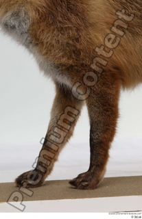 Red fox leg 0020.jpg